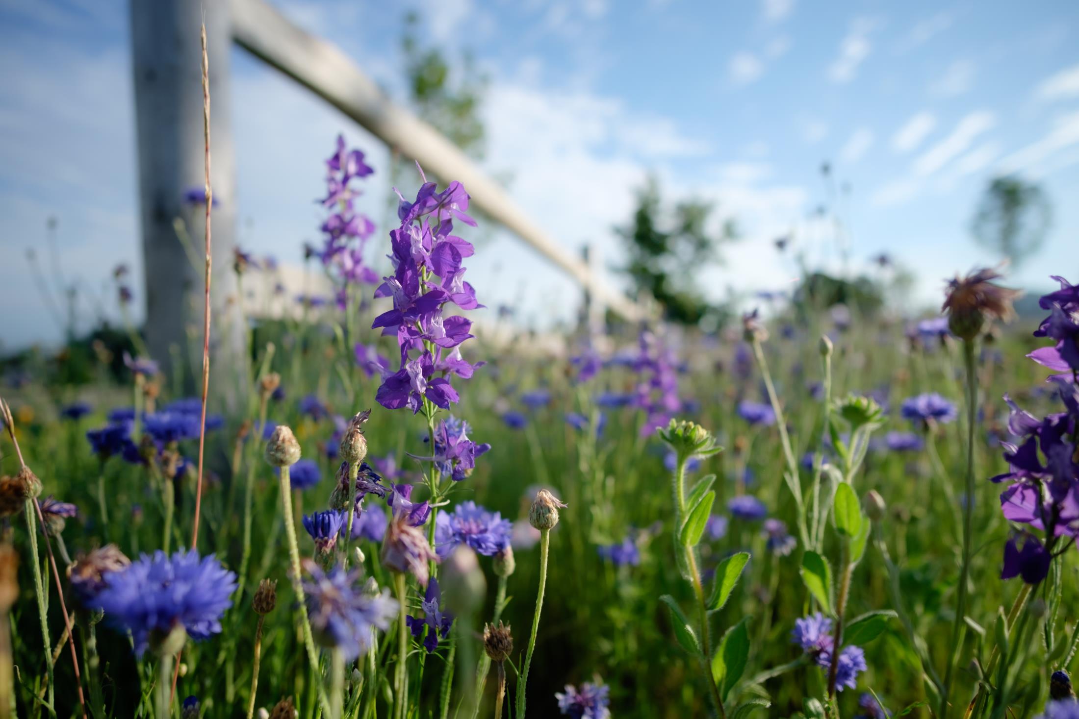 larkspur purple larkspur flowers