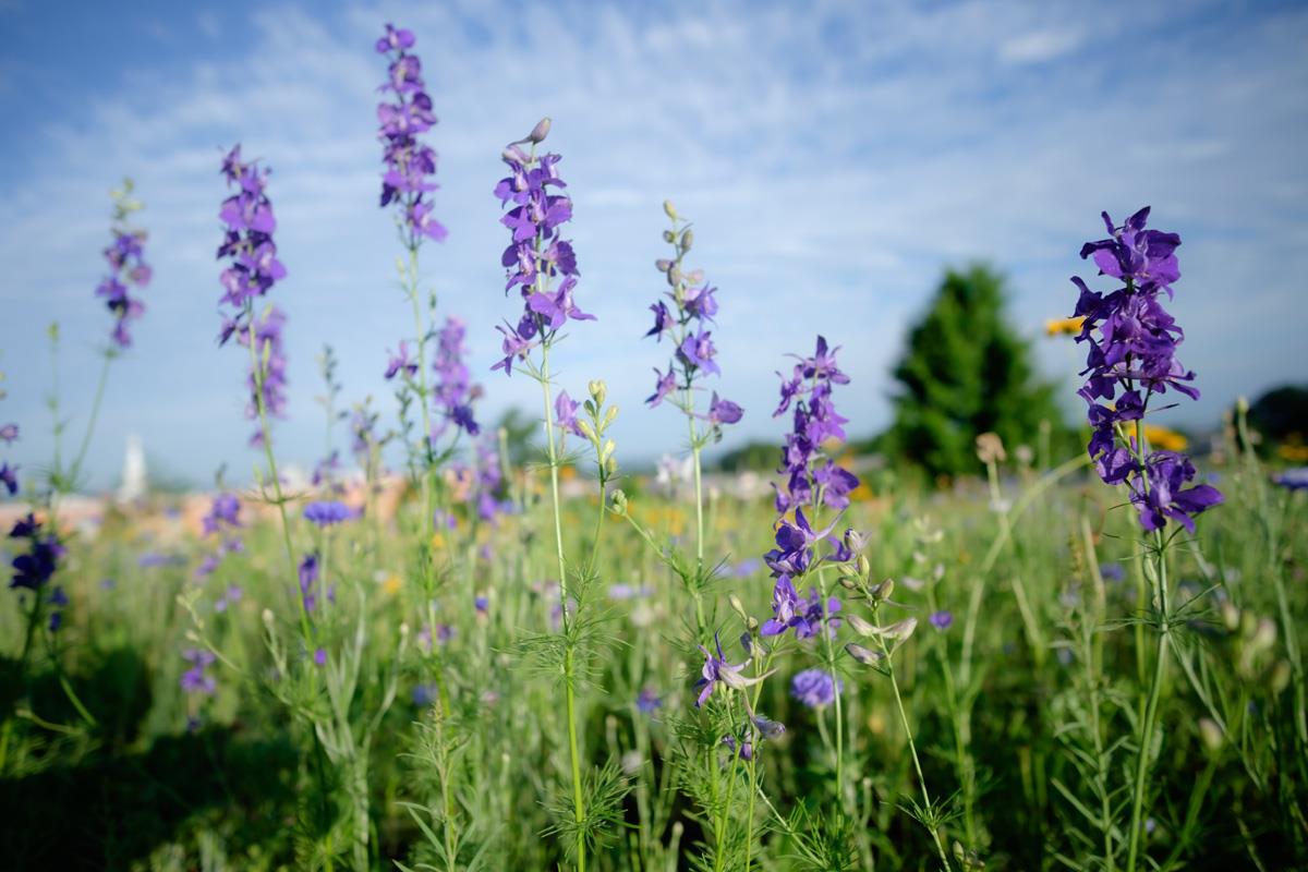 ph_natural-burial-4 Natural Burial section with blue larkspur flowers